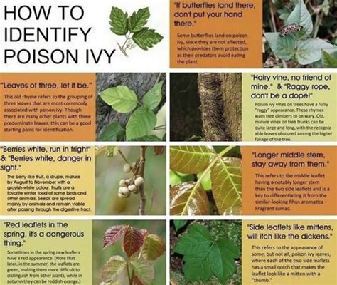 How To Identify Poison Ivy Closter Nature Center