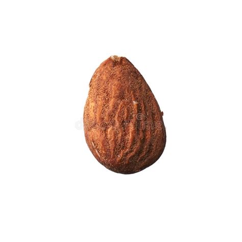 Single Almond Seed Close Up Extreme Macro Shot Stock Photo Image Of