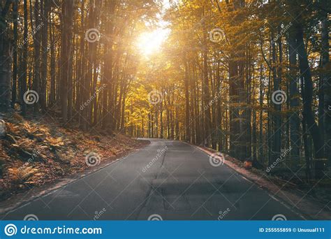 Forest Road Passing Through Dense Green Forest Stock Image Image Of
