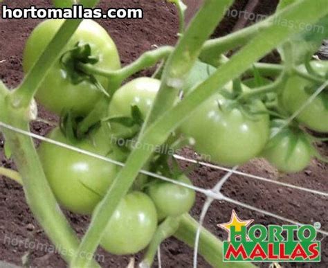Hortomallas Support Tomato01 Hortomallas™ Supporting Your Crops®