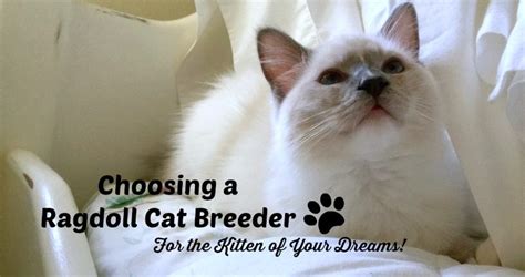 All our ragdoll kittens are sold as pets with an agreement to be altered, and are not sold for breeding purpose. How to Choose a Ragdoll Breeder For a Healthy, Robust Kitten