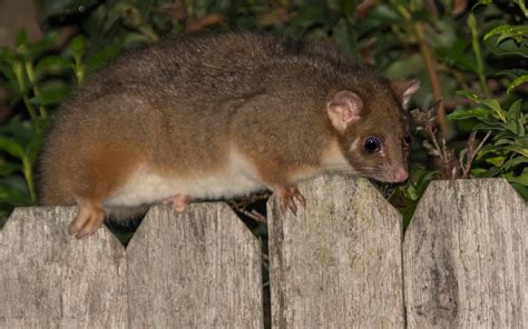 How To Stop Possums Walking On Fencefencecorp