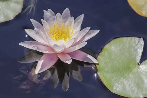 Water Lily The Complete Guide Care Growing Propagation And More 2022