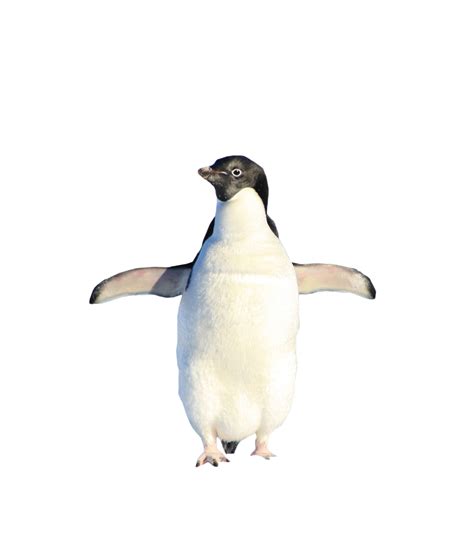 Penguin Standing Png Image For Free Download