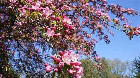 One of the first flowering trees in the spring; Flowering Trees of Canada - Canada's LOCAL Gardener magazine