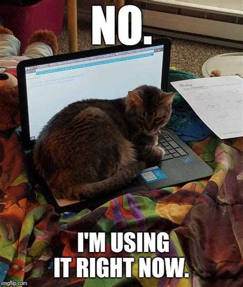 Cats On Computers Imgflip