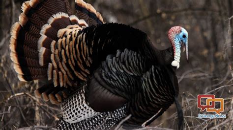 Wild Turkeys Thriving In Utah Viewing Hunting Permit Information