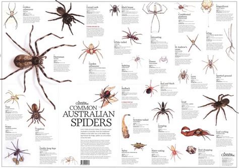 Australian Spiders Chart Australian Spider Spider Spiders In Australia