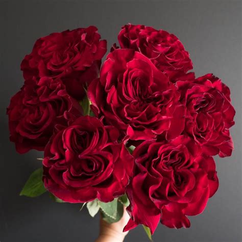 Popular Valentines Day Red Rose Varieties Flowerlink