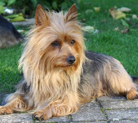 There are 0 available australian terriers for adoption in texas. 110 best images about Australian Terrier on Pinterest ...