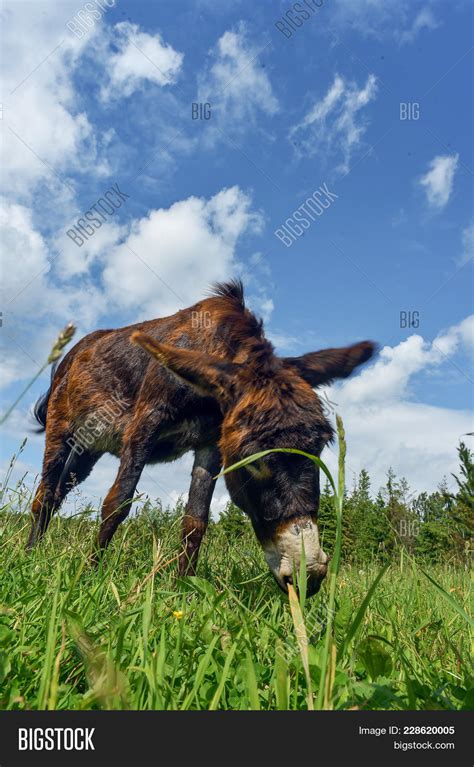 Donkey Grazing Field Image And Photo Free Trial Bigstock