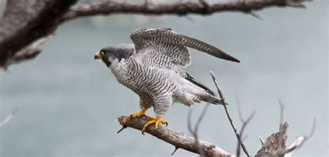 Male Peregrine Falcon Pacific Forest Trust