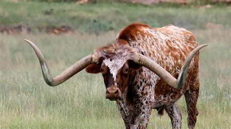 Longhorn Cattle Live Up To Their Name
