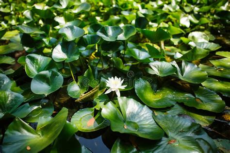 Nymphaea White Water Lily Flower Blooming Among Green Leaves Stock