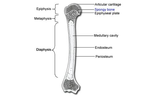 Long Bone Diagram Epiphyseal Plate What Type Of Joint Is The