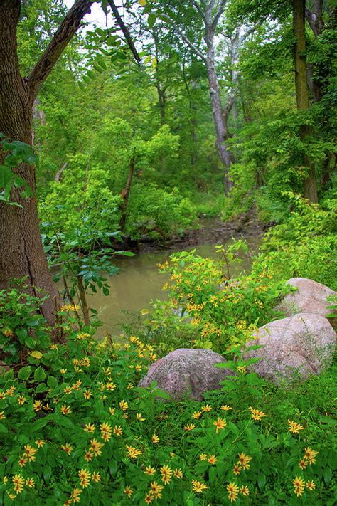 Wild Flowers Along A Small Stream Howard County Indiana Photograph By
