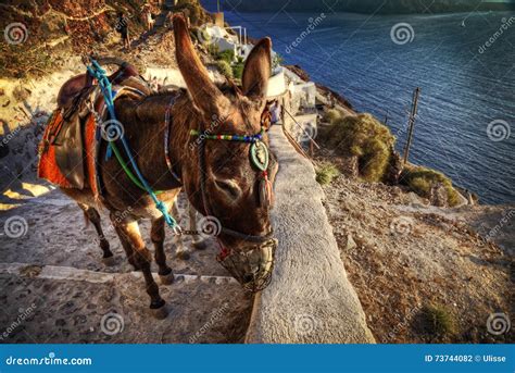 Santorini Donkey Stock Photo Image Of Animal Donkey 73744082