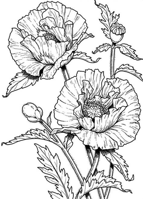 Poppy Coloring Pages Coloring Home