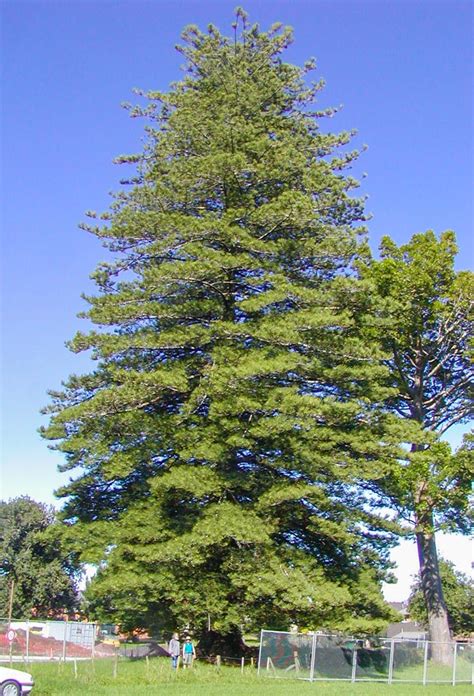Araucaria Heterophylla Norfolk Island Pine Description