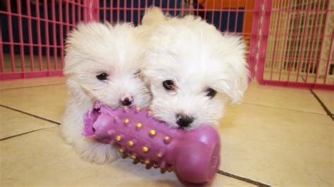 Teacup Maltese Puppies For Sale Near Peachtree Corners Ga