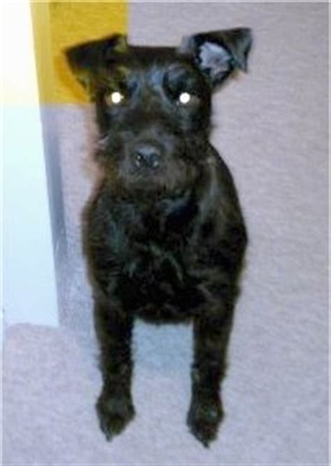 patterland terrier dog breed information  pictures