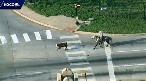Watch Cowboy Lasso Cow Loose On Busy Interstate Cnn