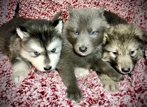 Wolf Dog Pups In 2021 Wolf Dog Wolf Dog Puppy Dogs