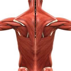 It is the most superior gluteal muscle of the deep layer. Spinal Muscles: A Comprehensive Guide