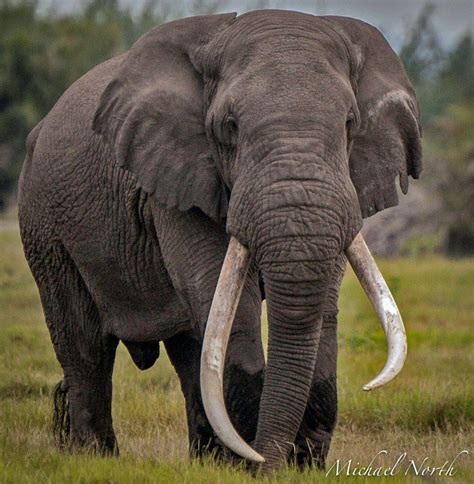 Meet Timo One Of Africas Last Remaining Super Tuskers Bull Elephant