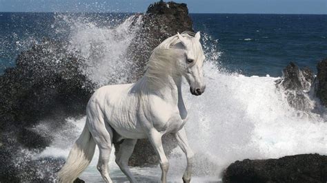 Free Download Beautiful White Horses Running In The Sand Of The Beach