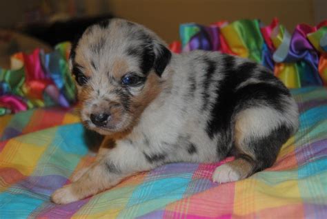 Shamrock Rose Aussies Scroll Down For Available Puppies