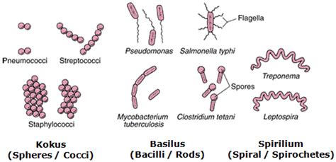 Kromosom kecil ini sering disebut plasmid. 5 Jenis Mikroorganisma - Spesial 5