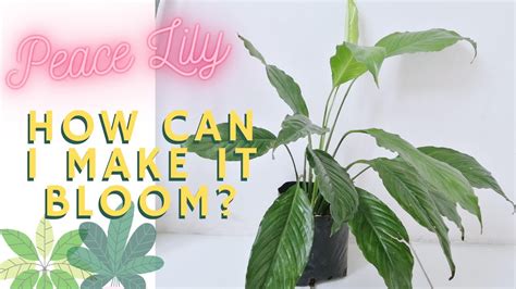 How To Make Your Peace Lily Bloom Part I Youtube