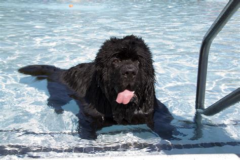 20 Cool Facts About The Newfoundland Dog Breed