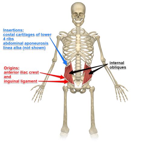 External And Internal Oblique Muscles