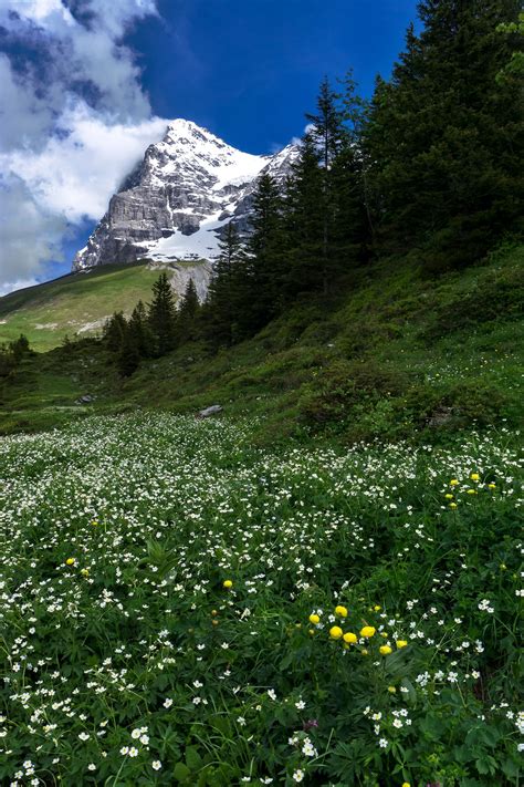 Wildflower Season In The Swiss Alps Oc 2000x3000 Swiss Alps Alps