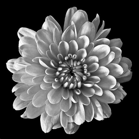 Black And White Flowers Pics Black And White Flowers Photograph By