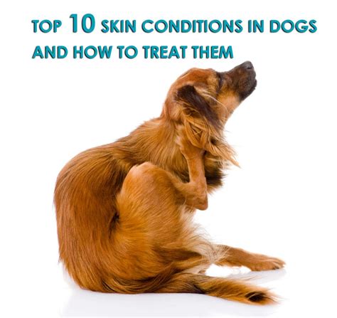 Top 10 Skin Conditions In Dogs And How To Treat Them Allivet Pet Care