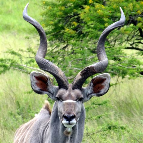 Greater Kudu Photo