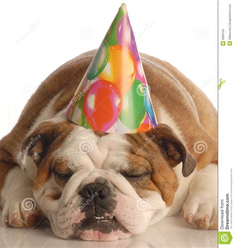 Dog Wearing Birthday Hat Stock Image Image Of Emotional