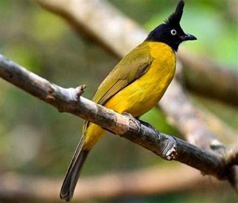 2d burung kutilang