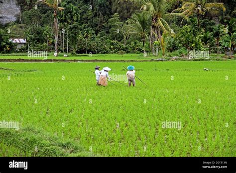 Four Female Rice Farmers Working In A Rice Paddy Field Wearing Conical Straw Hats And Holding