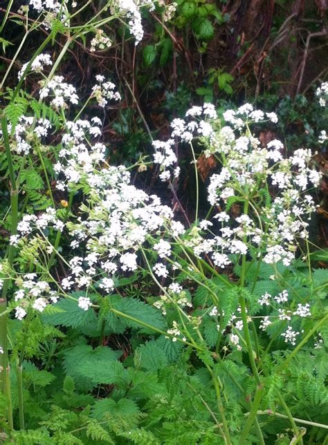 Thinking Of The Days Cow Parsley Days