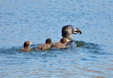 Female Musk Duck Carrying A Yabby To Feed Her Young Duck And