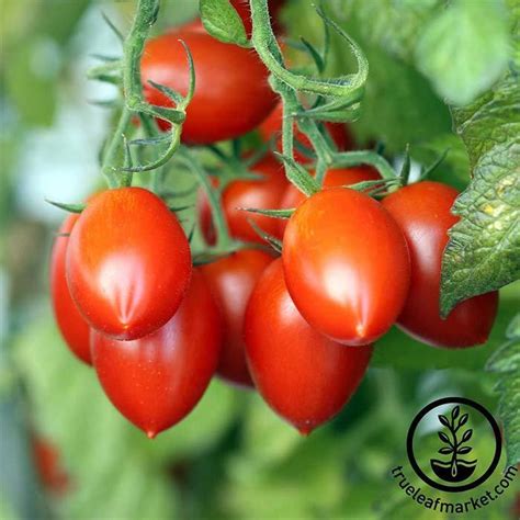 Tomato Seeds Celebrity Plus Hybrid Determinate Vegetable Garden