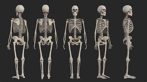 3d Model Human Skeleton Vr Ar Low Poly Cgtrader