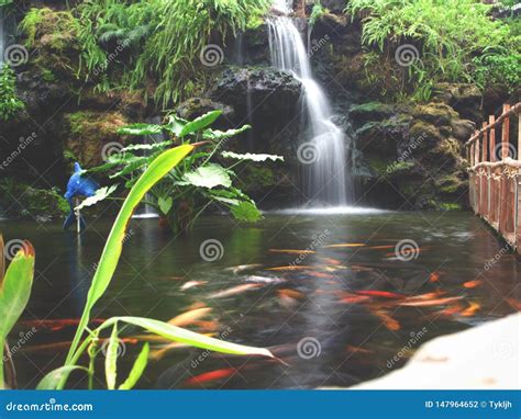 Waterfall And Goldfish Stock Photo Image Of Indoor 147964652