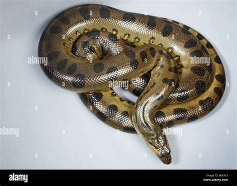 Anaconda Snake Mouth Hi Res Stock Photography And Images Alamy