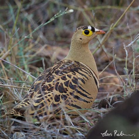 Four Banded Sandgrouse Ethiopia Re Visited Bird Images From Foreign