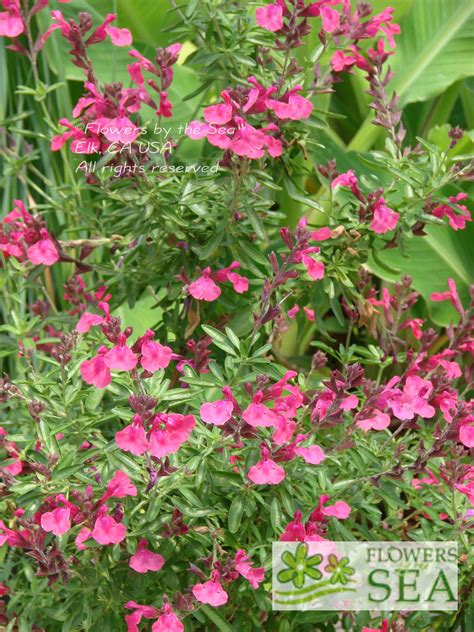 Salvia Greggii Cold Hardy Pink Cold Hardy Pink Sage